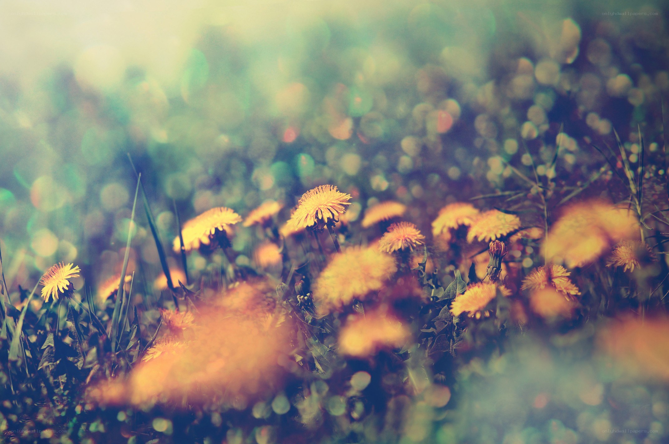 Dandelions in a sunlit field