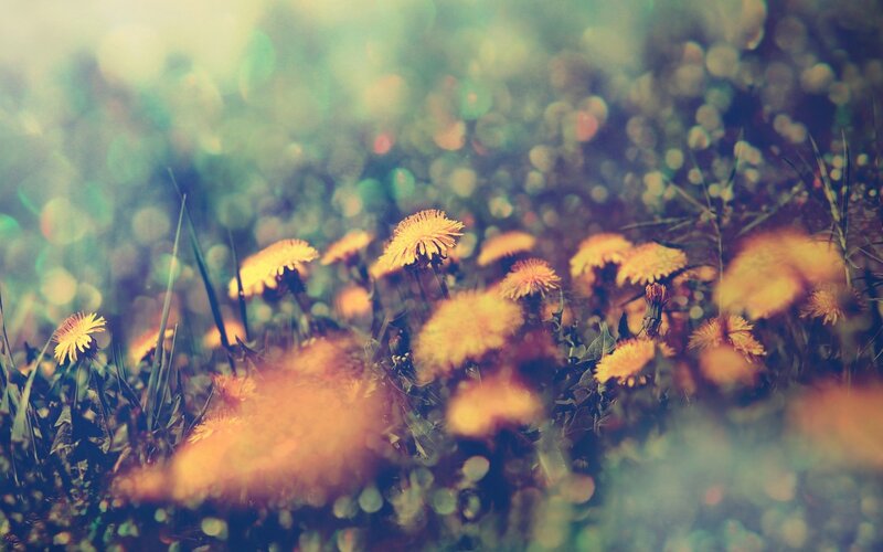 Dandelions in a sunlit field
