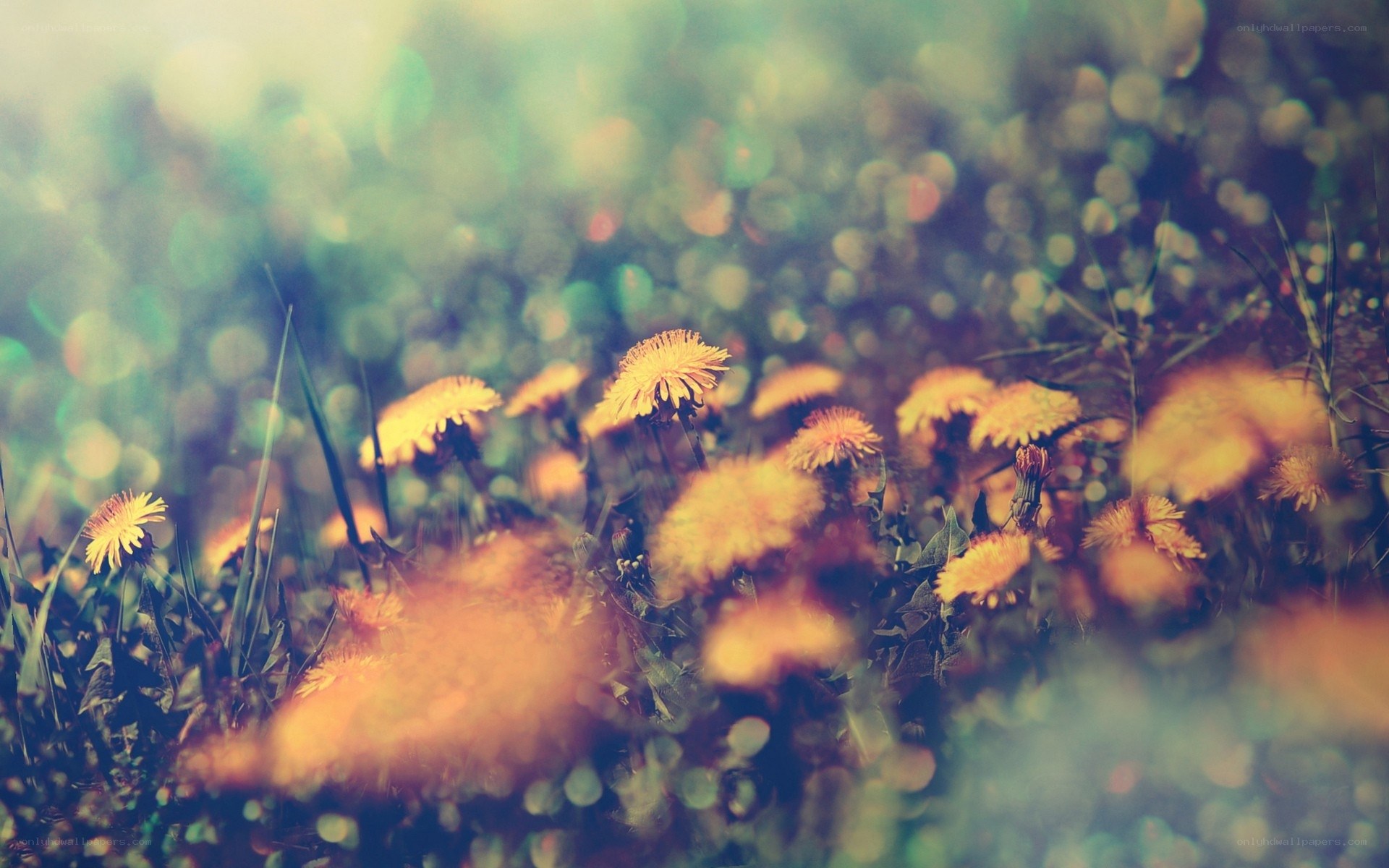 Dandelions in a sunlit field