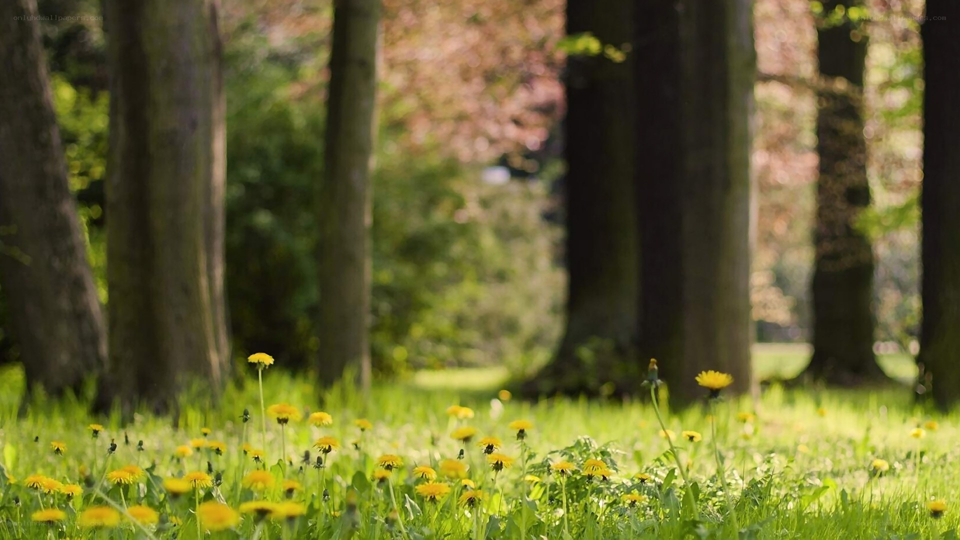 Dandelions in a sunlit forest