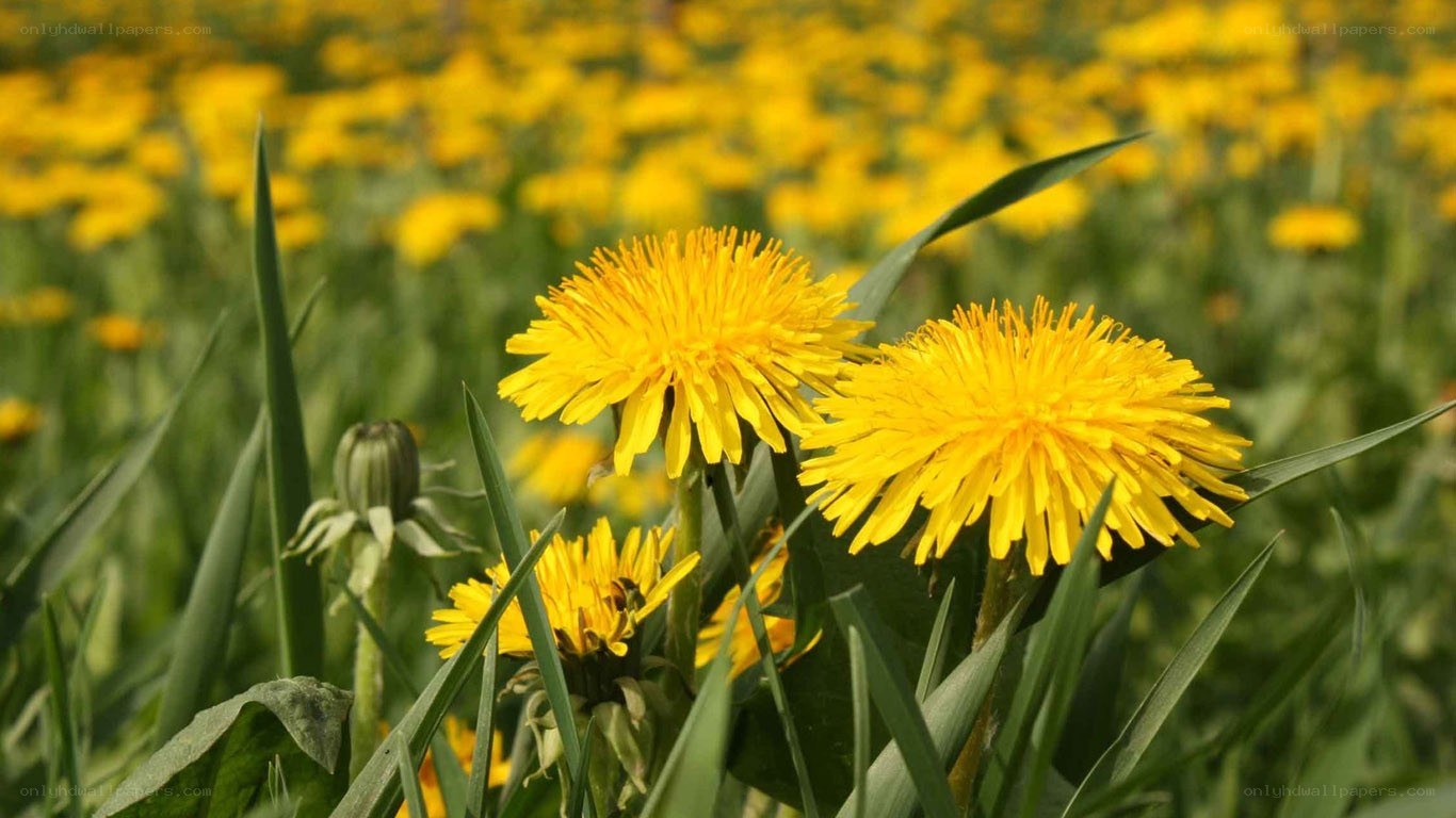 Dandelions in a sunny field