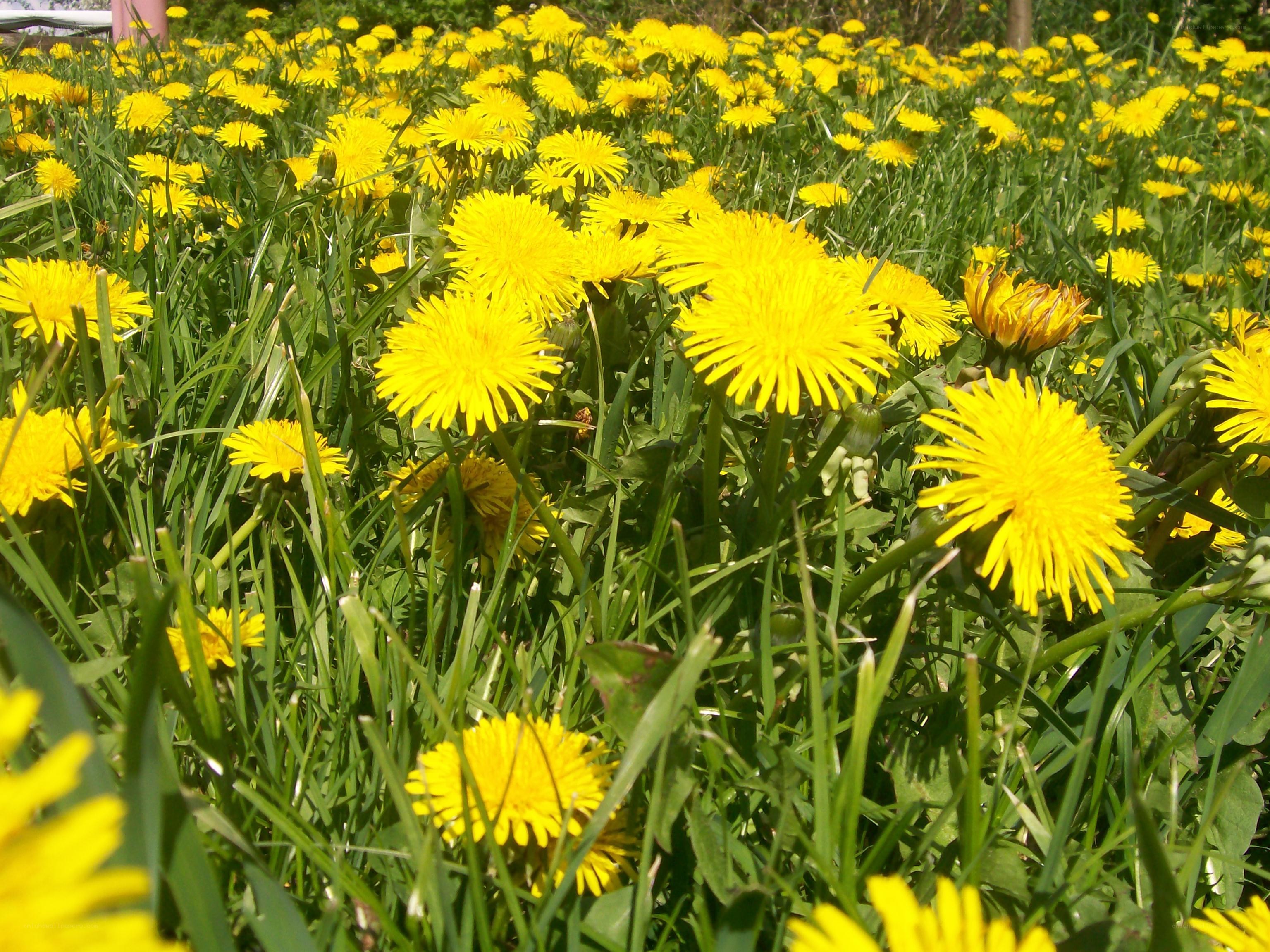 Dandelions in a sunny field