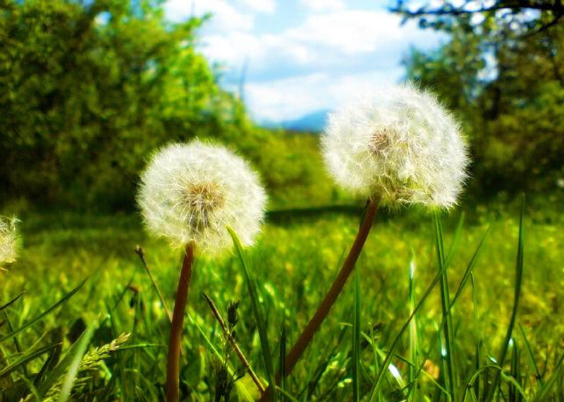 Dandelions in a sunny field
