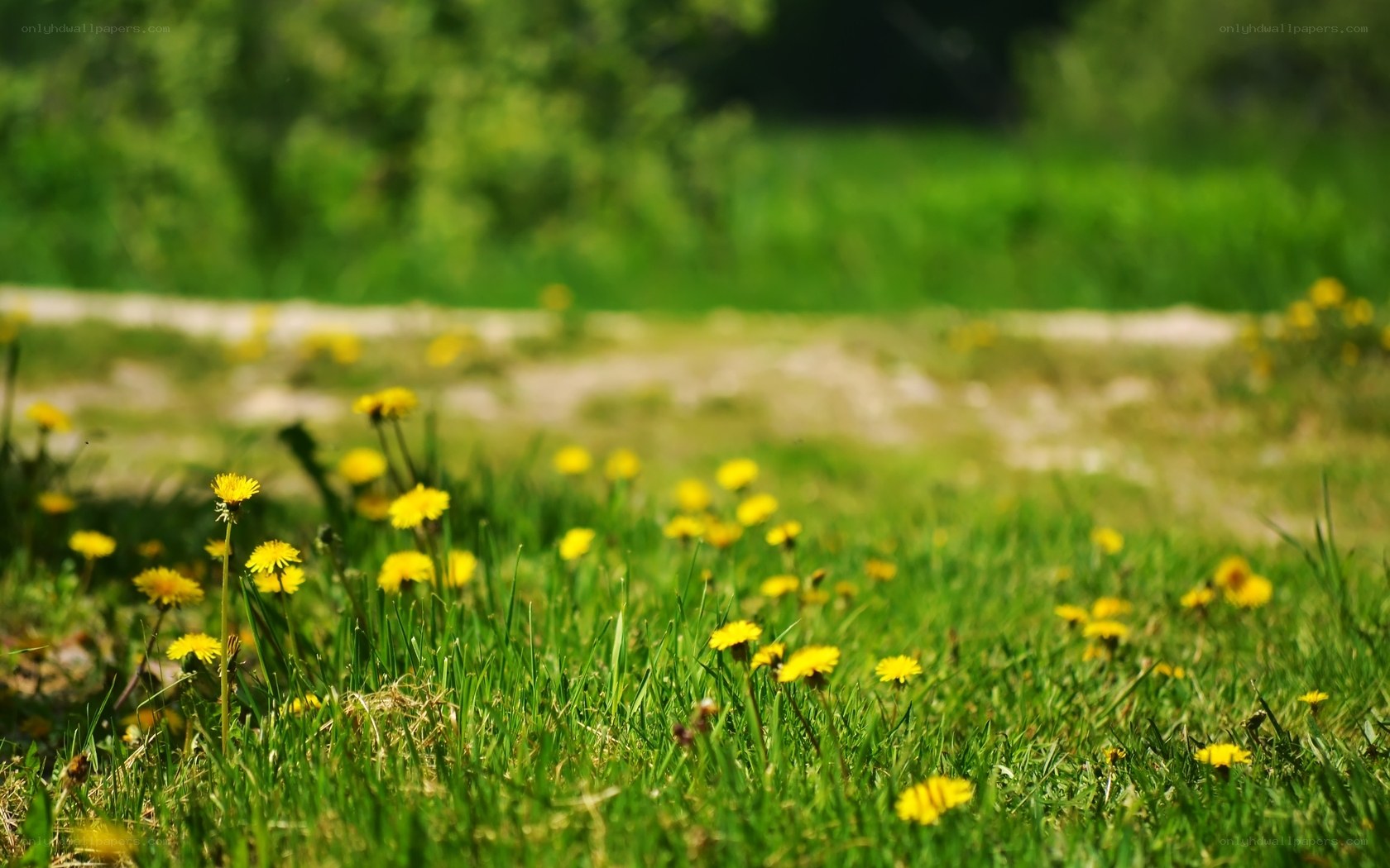 Dandelions in a sunny field