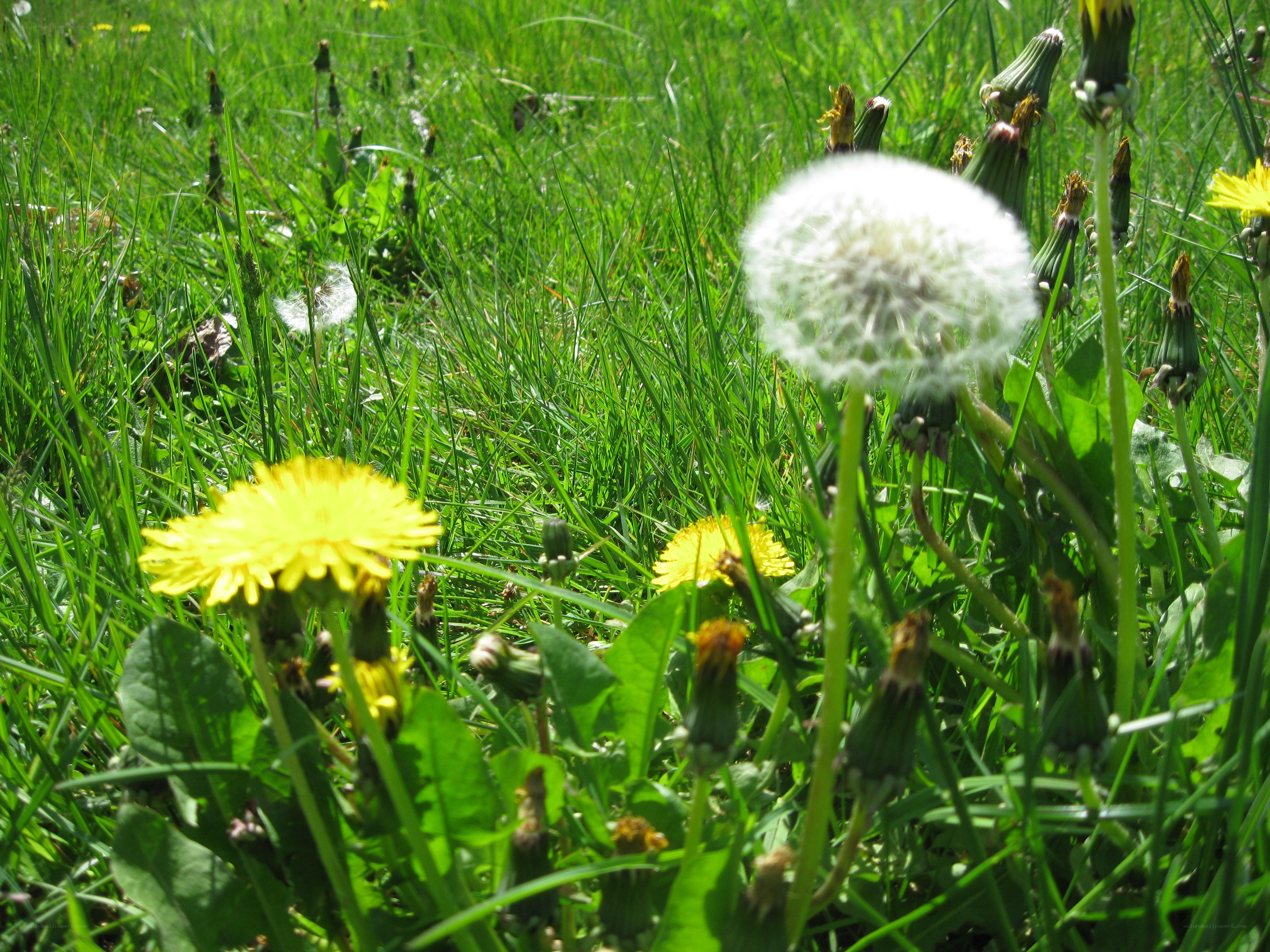 Dandelions in a sunny meadow