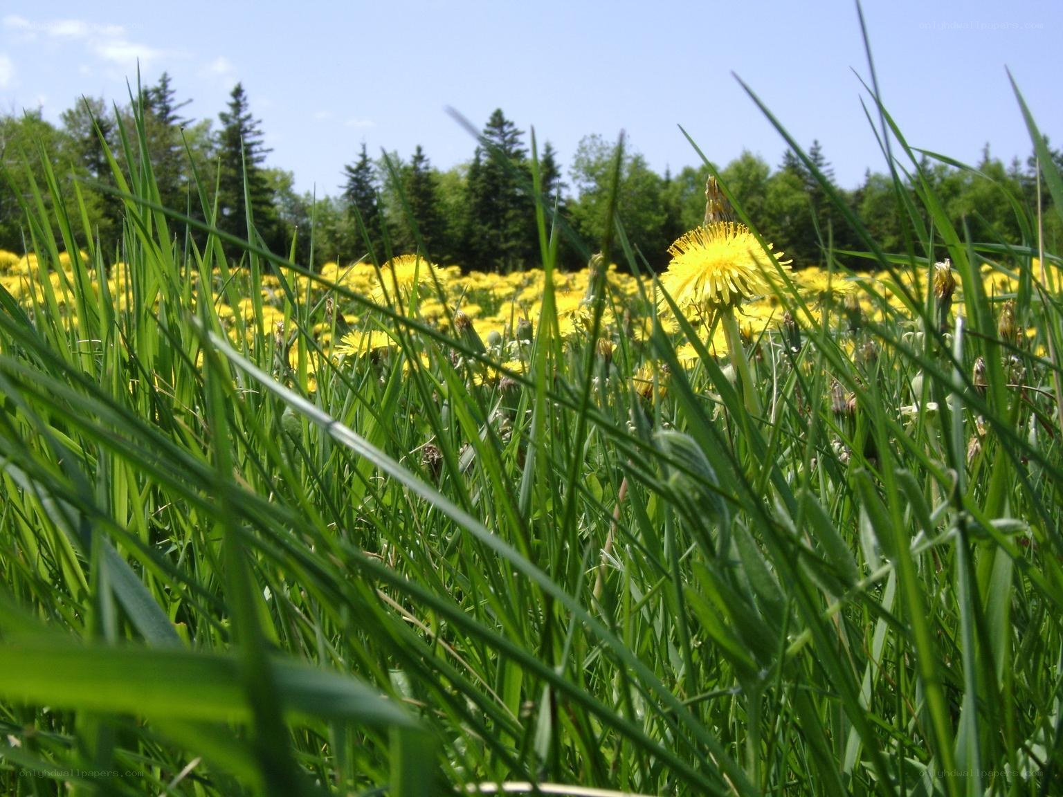 Dandelions in a sunny meadow