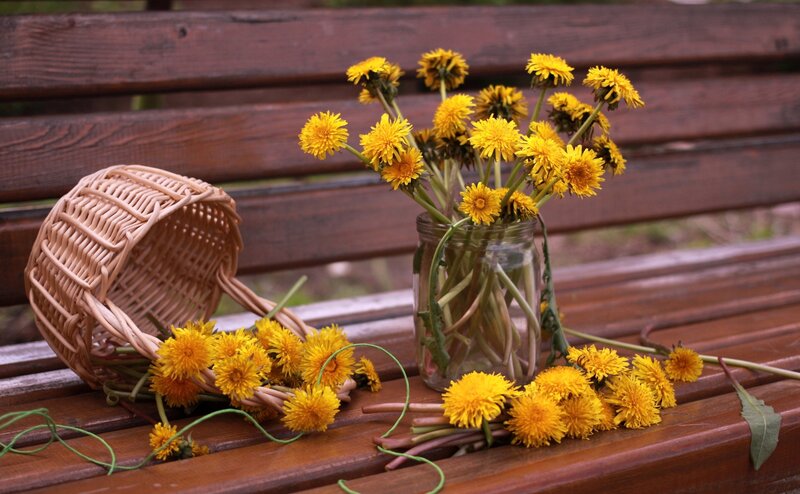 Dandelions in a Vase