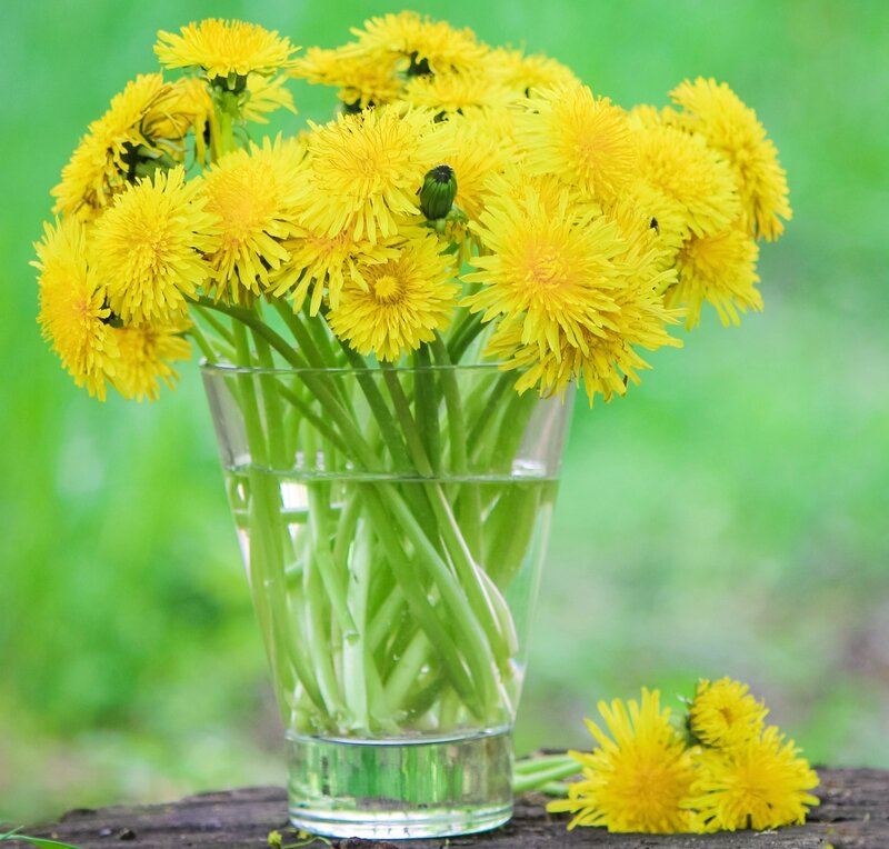 Dandelions in a Vase — Yellow, Serene