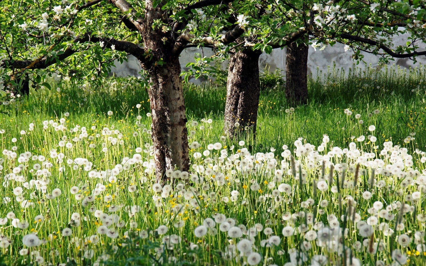 Dandelions in an apple orchard