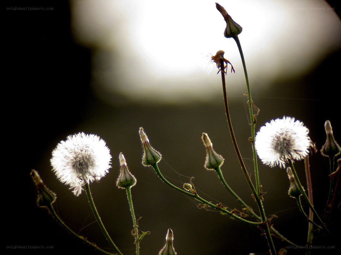 Dandelions in backlight