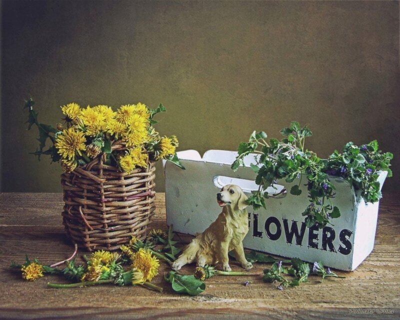 Dandelions in Basket — Yellow, Calm, Photograph