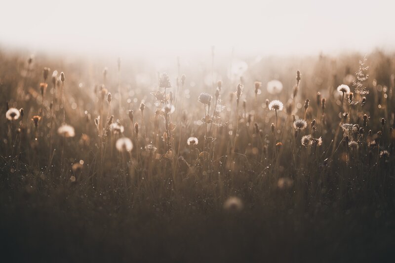 Dandelions in Field — Brown