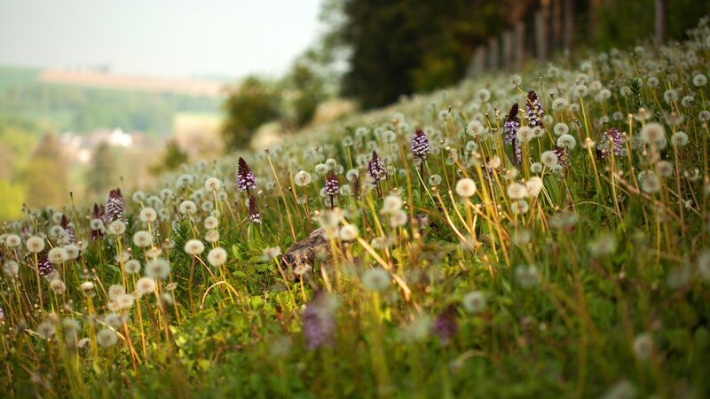 Dandelions in Field — Green, Serene, Afternoon
