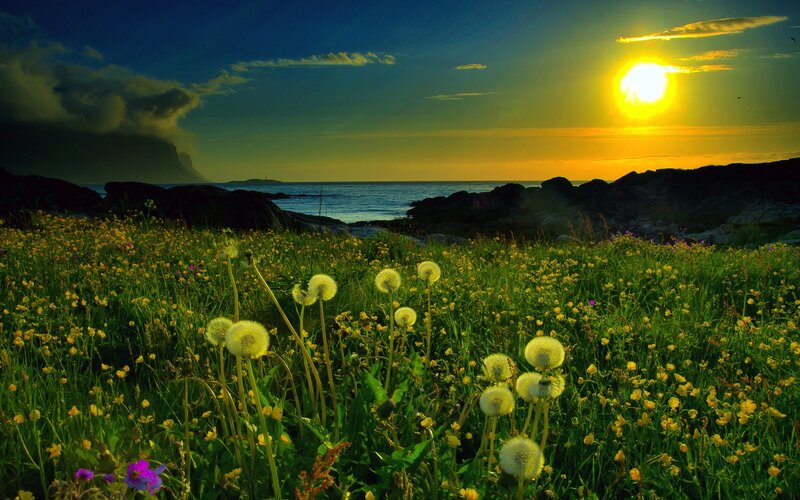 Dandelions in Field — Green, Serene, Sunset