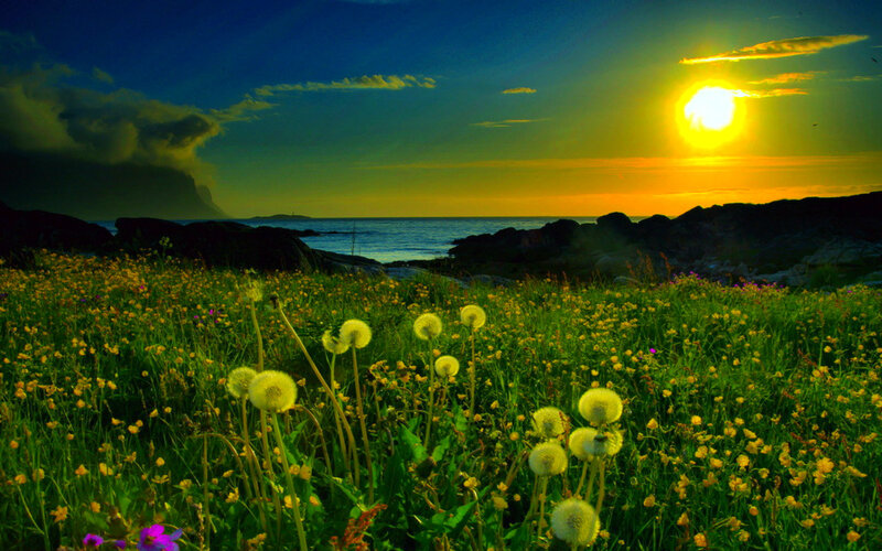 Dandelions in Field — Green, Serene