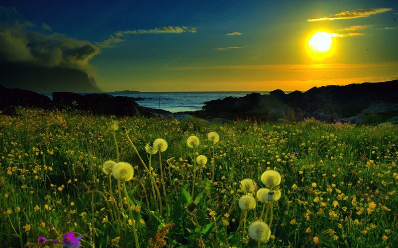Dandelions in Field — Green
