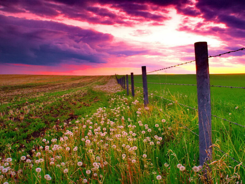 Dandelions in Field — Purple