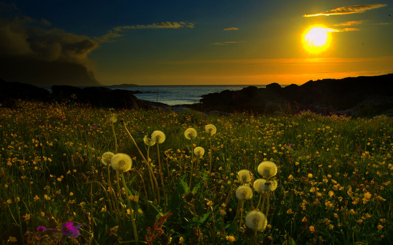 Dandelions in Field