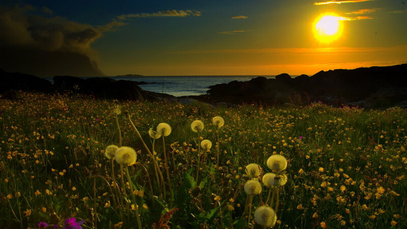 Dandelions in Field — Yellow, Serene
