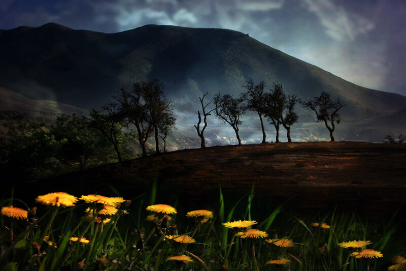 Dandelions in Field — Yellow