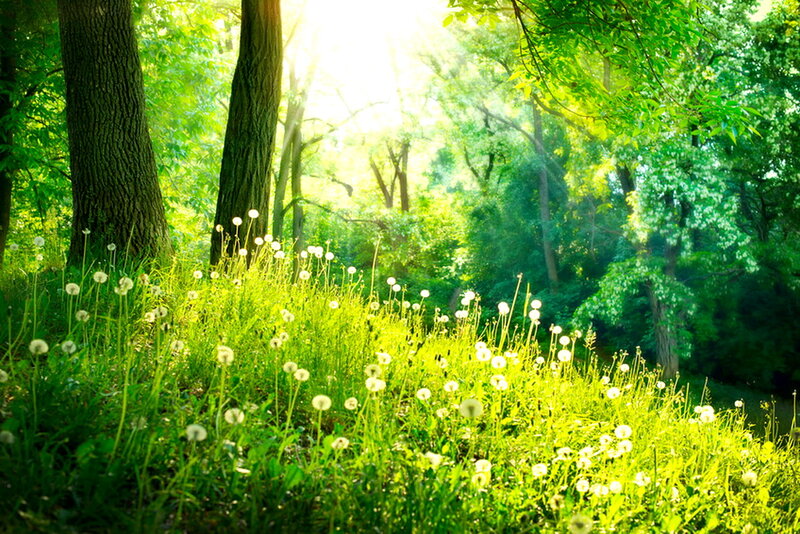 Dandelions in Forest