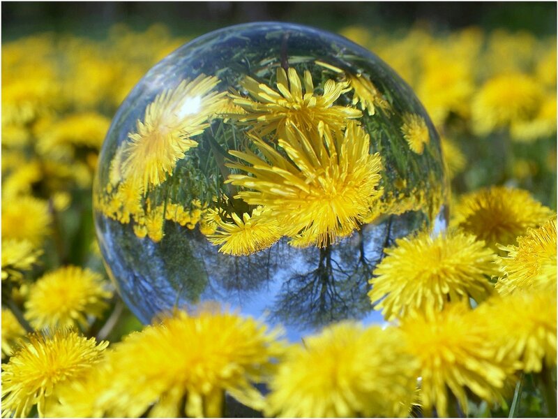 Dandelions in Glass Sphere