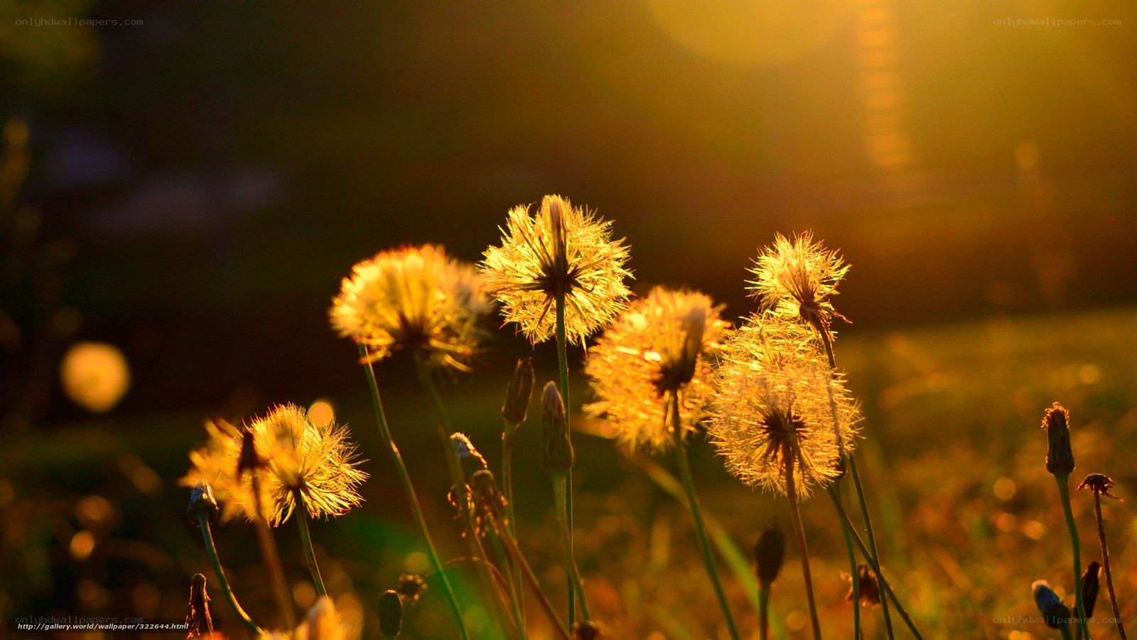 Dandelions in golden light