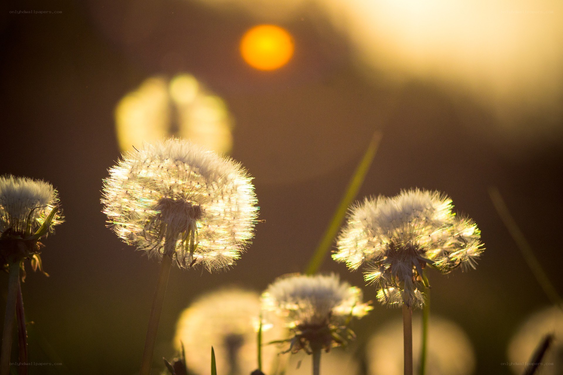 Dandelions in golden light