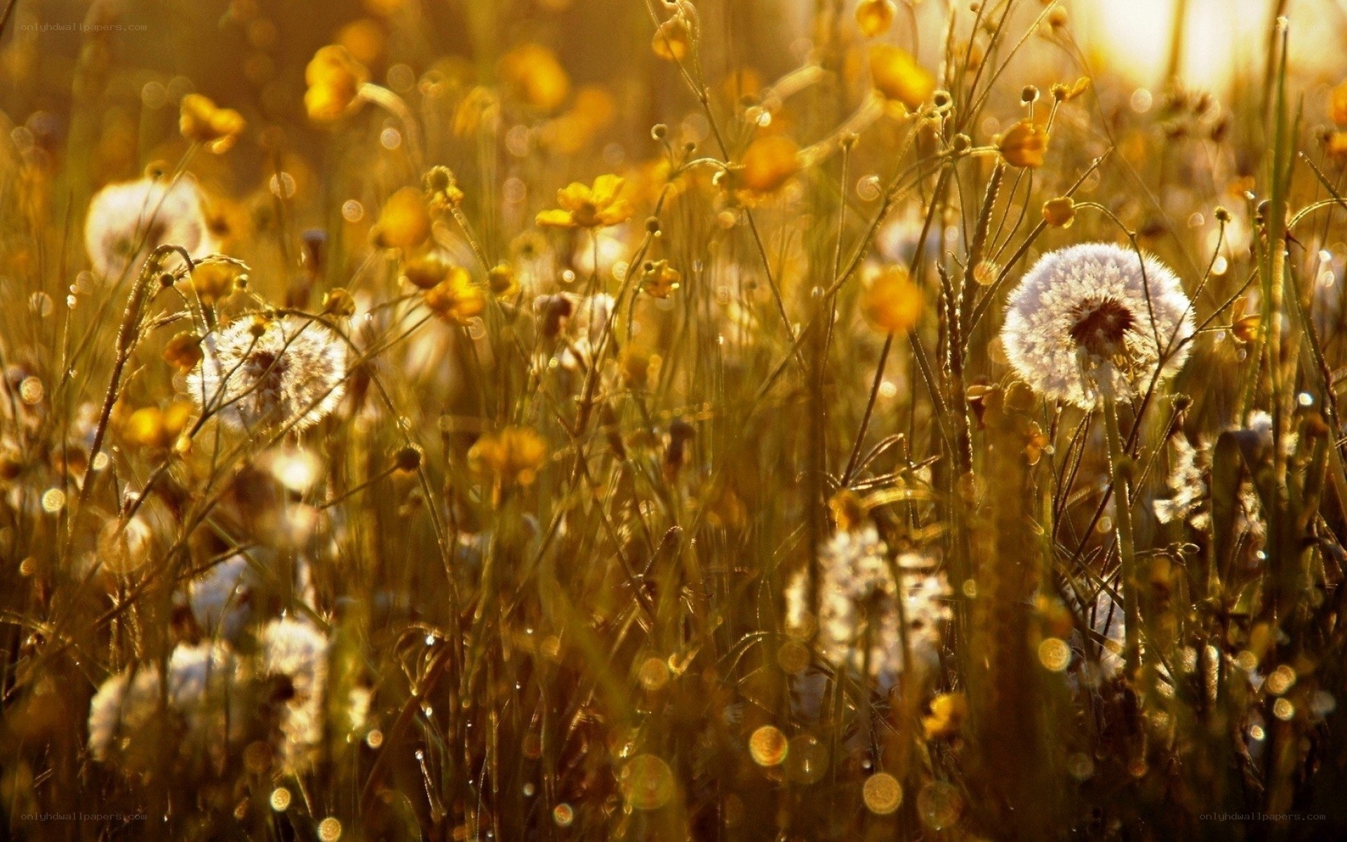 Dandelions in golden light