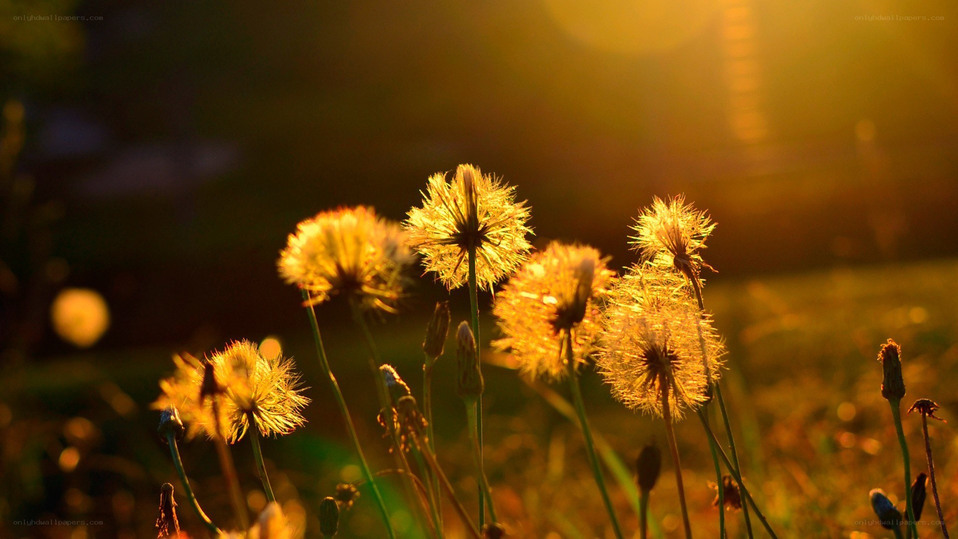Dandelions in golden sunlight