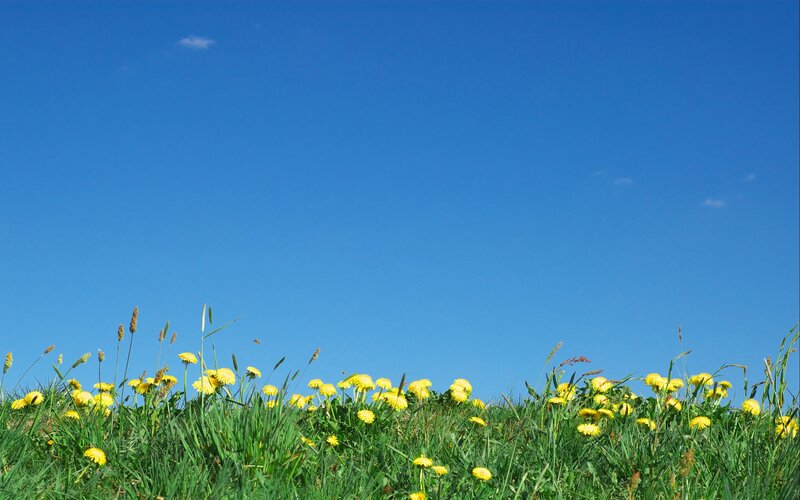 Dandelions in Grass — Blue