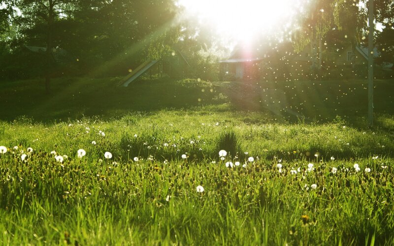 Dandelions in Grass Field