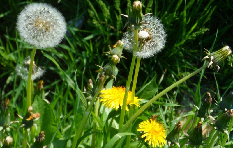 Dandelions in Grass — Green, Natural, Afternoon