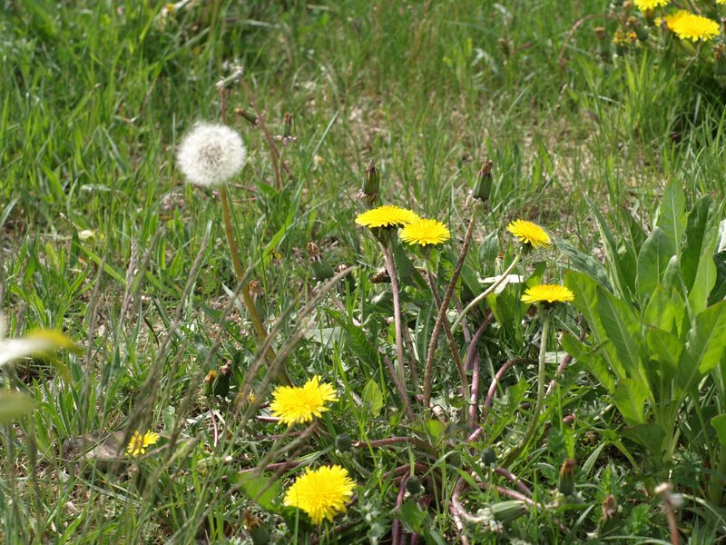 Dandelions in Grass — Green, Natural