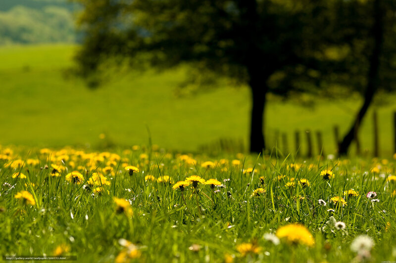 Dandelions in Grass — Green, Serene, Afternoon, Photograph, Tree, Fence