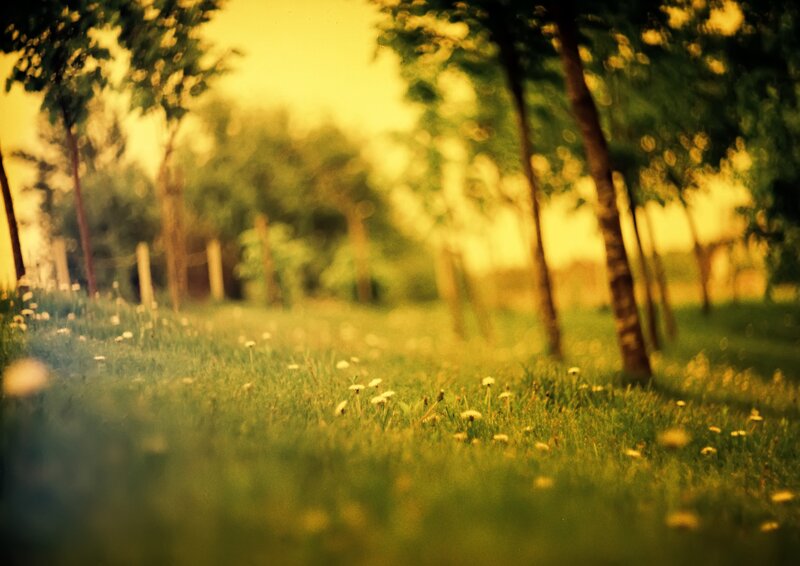 Dandelions in Grass — Green, Serene, Afternoon, Photograph, Trees, Flowers