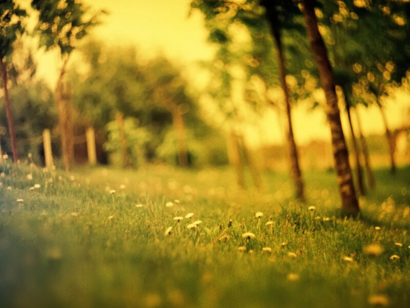 Dandelions in Grass — Green, Serene, Afternoon