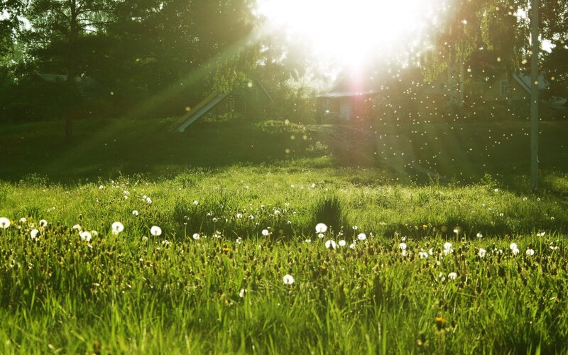 Dandelions in Grass — Green, Serene, Morning, Photograph, Sunlight, Trees