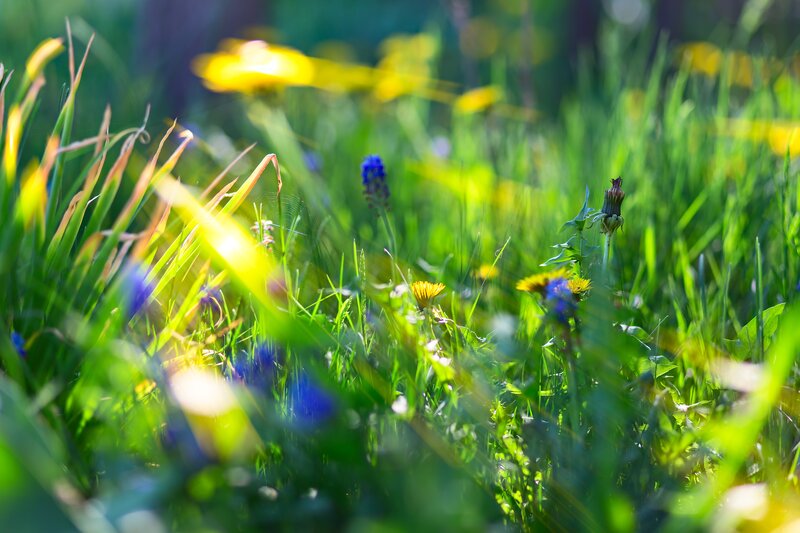 Dandelions in Grass — Green, Serene, Morning