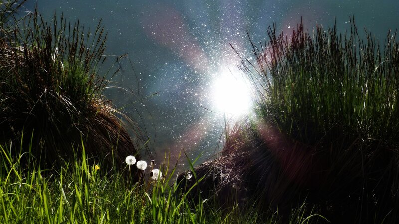 Dandelions in Grass — Green, Serene, Night