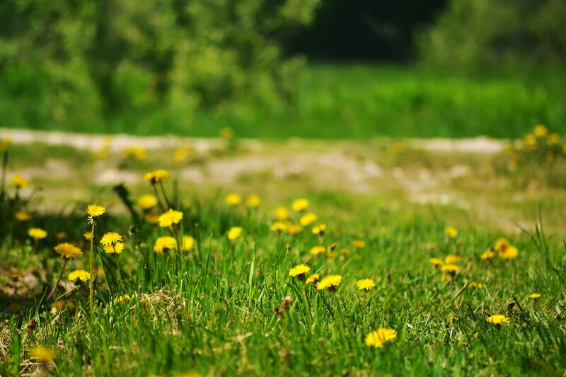 Dandelions in Grass — Green, Serene, Spring, Photograph, Path, Trees