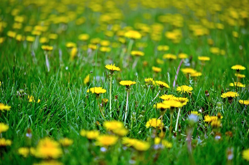 Dandelions in Grass — Green, Serene, Spring, Photograph