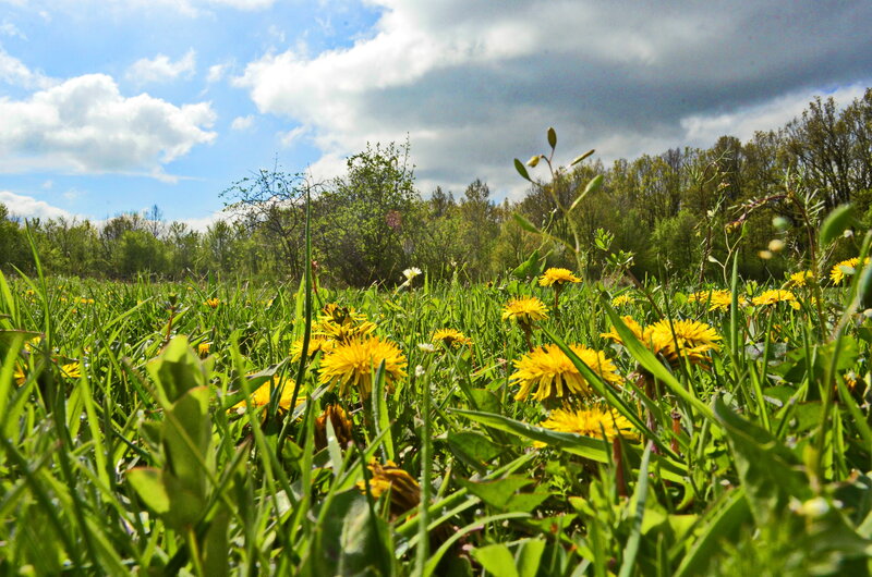 Dandelions in Grass — Green, Serene, Spring