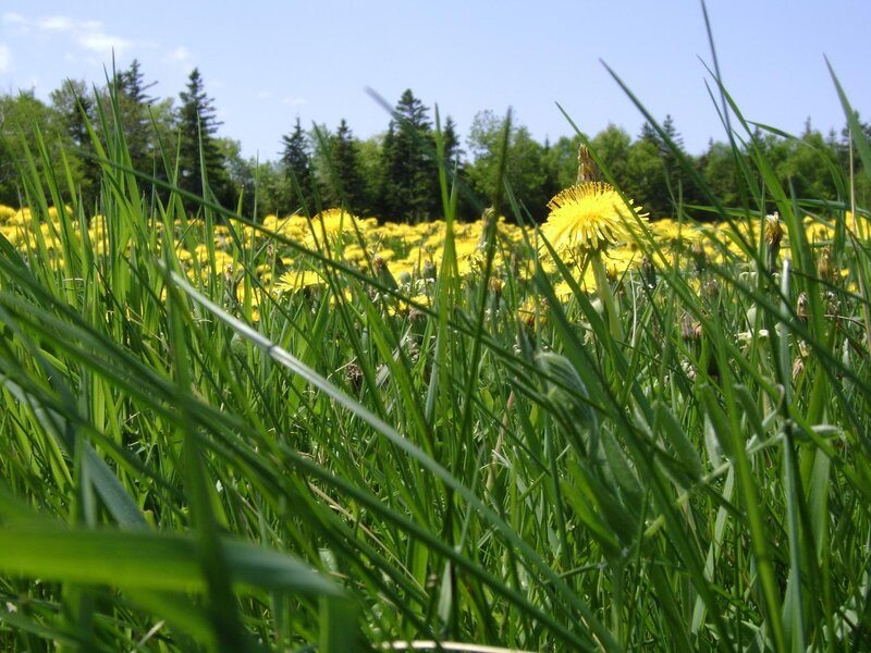 Dandelions in Grass — Green, Serene, Summer