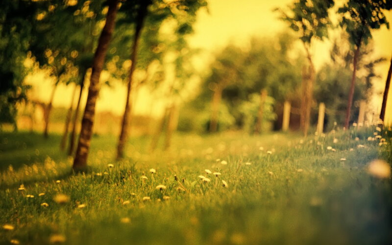 Dandelions in Grass — Green, Serene, Sunset