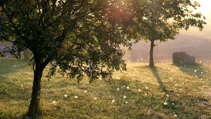 Dandelions in Grass — Green, Serene