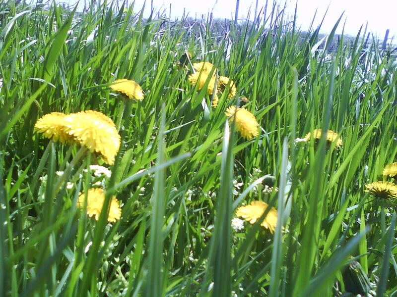 Dandelions in Grass — Green