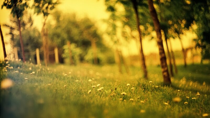 Dandelions in Grass — Serene