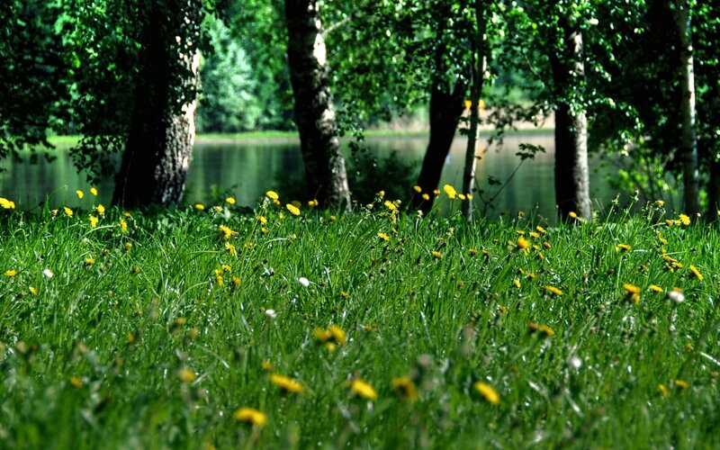 Dandelions in Grass