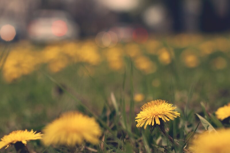 Dandelions in Grass — Yellow, Calm